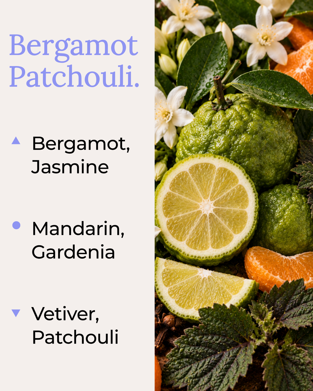 A fragrance note card for Bergamot Patchouli by Harlequin Candles. The left panel lists the scent notes: Bergamot and Jasmine as top notes; Mandarin and Gardenia as mid notes; and Vetiver and Patchouli as the base notes. The right side features a high-quality close-up of fresh green bergamot citrus fruit.