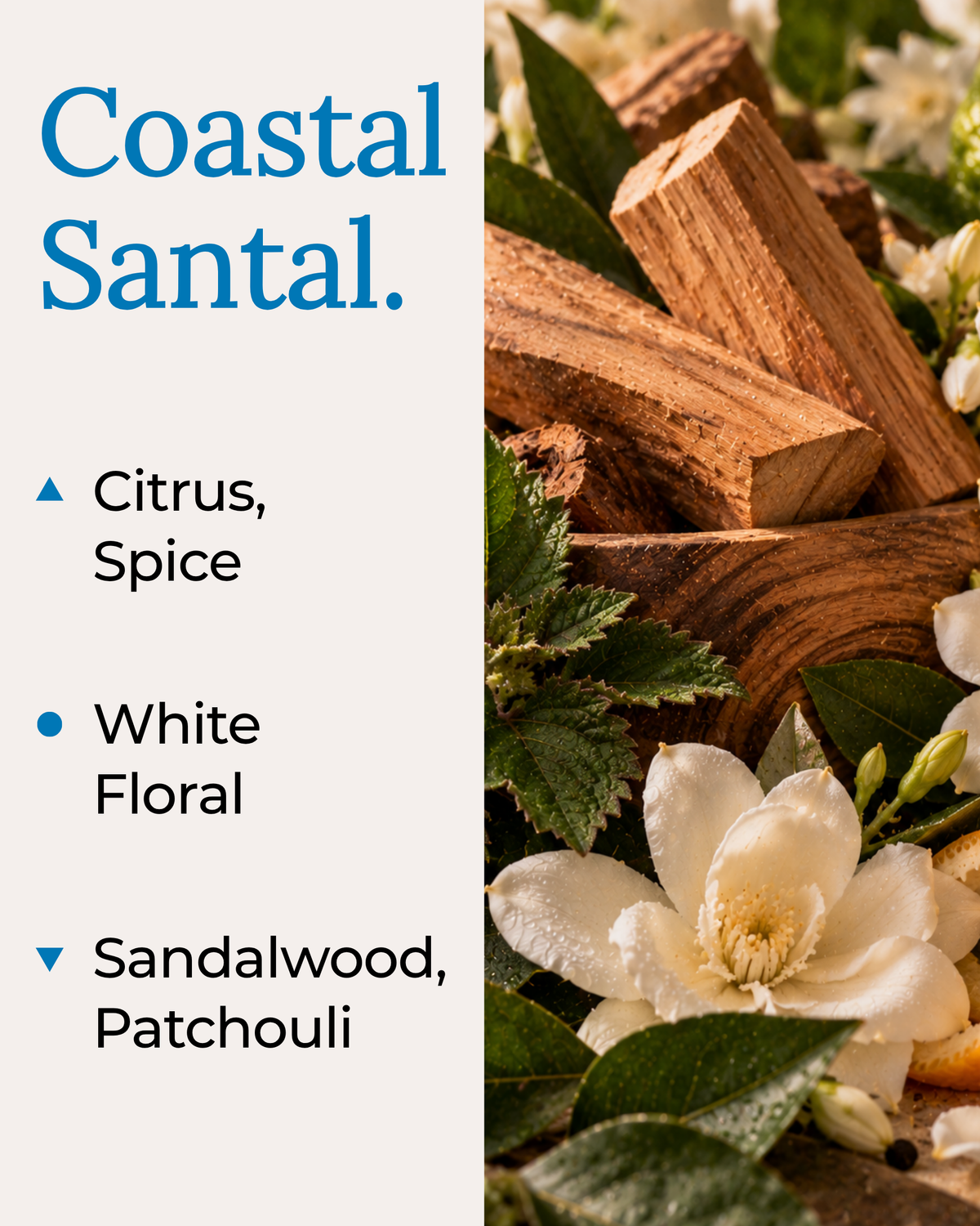 A fragrance note card for Coastal Santal by Harlequin Candles. The left panel lists the scent notes: Citrus and Spice as top notes; White Floral as the mid note; and Sandalwood and Patchouli as the base notes. The right side features a high-quality lifestyle image of fresh green leaves and cinnamon sticks on a white background.