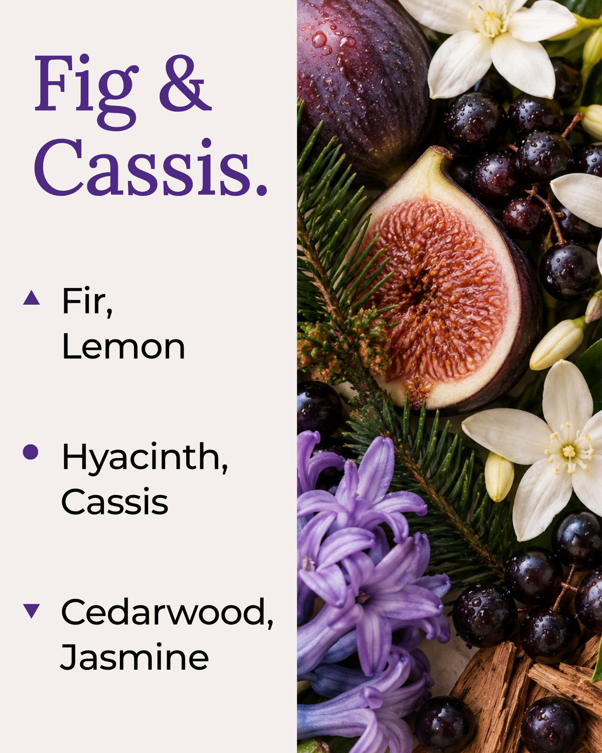 A lush fragrance note graphic for the Fig & Cassis coconut soy candle by Harlequin Candles. The image displays a vibrant arrangement of halved fresh figs, dark blackcurrants (cassis), and green leaves. Text on the left outlines top notes of Fir and Lemon, mid notes of Hyacinth and Cassis, and base notes of Cedarwood and Jasmine.