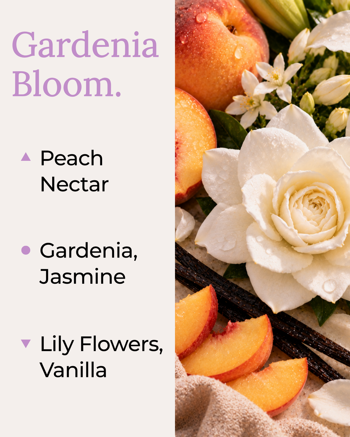 Graphic displaying Harlequin Candles Gardenia Bloom fragrance notes. Top note: Peach Nectar. Middle notes: Gardenia, Jasmine. Base notes: Lily Flowers, Vanilla. Scent profile is rated as Balanced. The image shows a beautiful bouquet of white gardenia flowers.