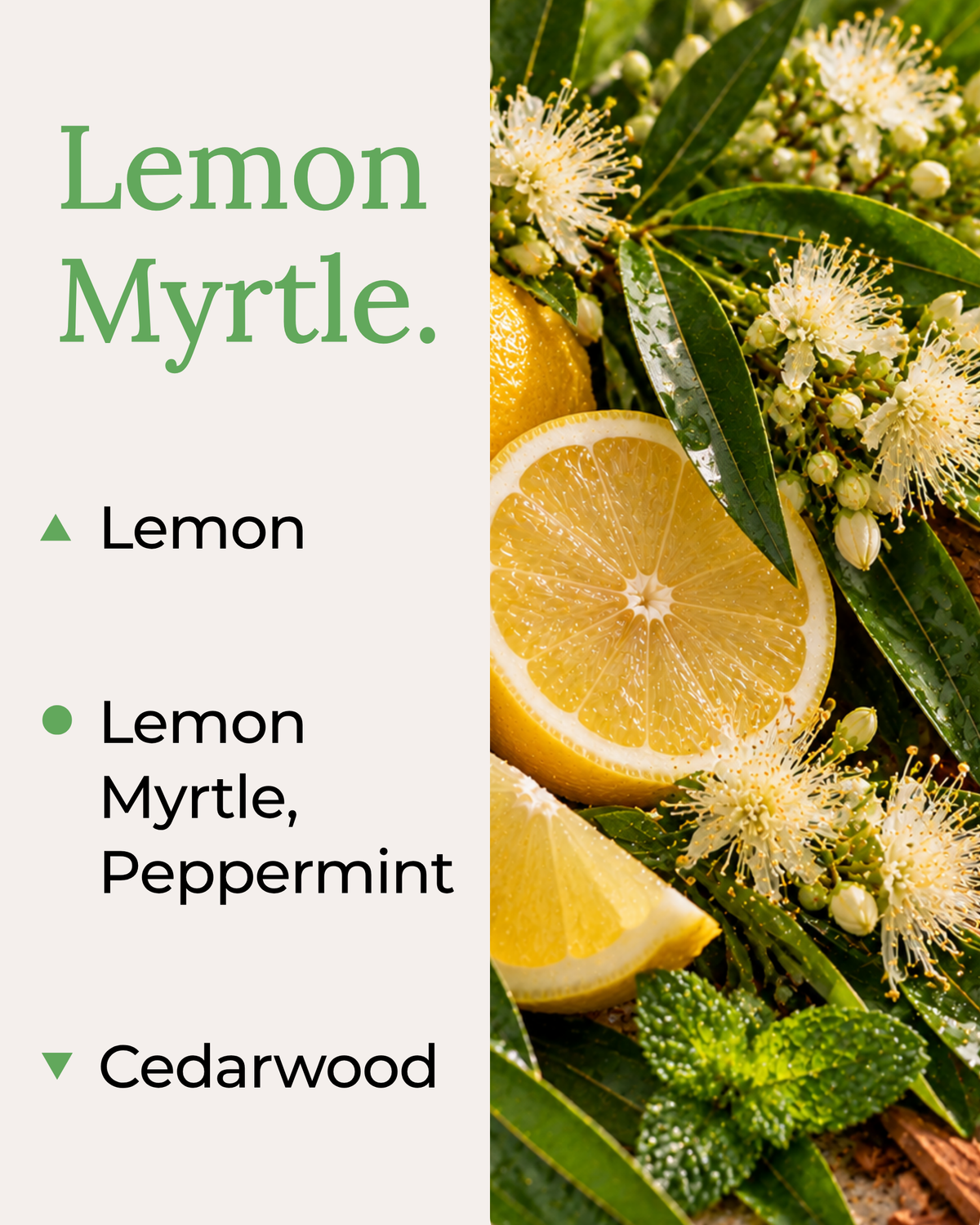 Graphic displaying Harlequin Candles Lemon Myrtle fragrance notes. Top note: Orange. Middle notes: Lemon Myrtle, Peppermint. Base note: Cedarwood. Scent profile is rated as Bold.