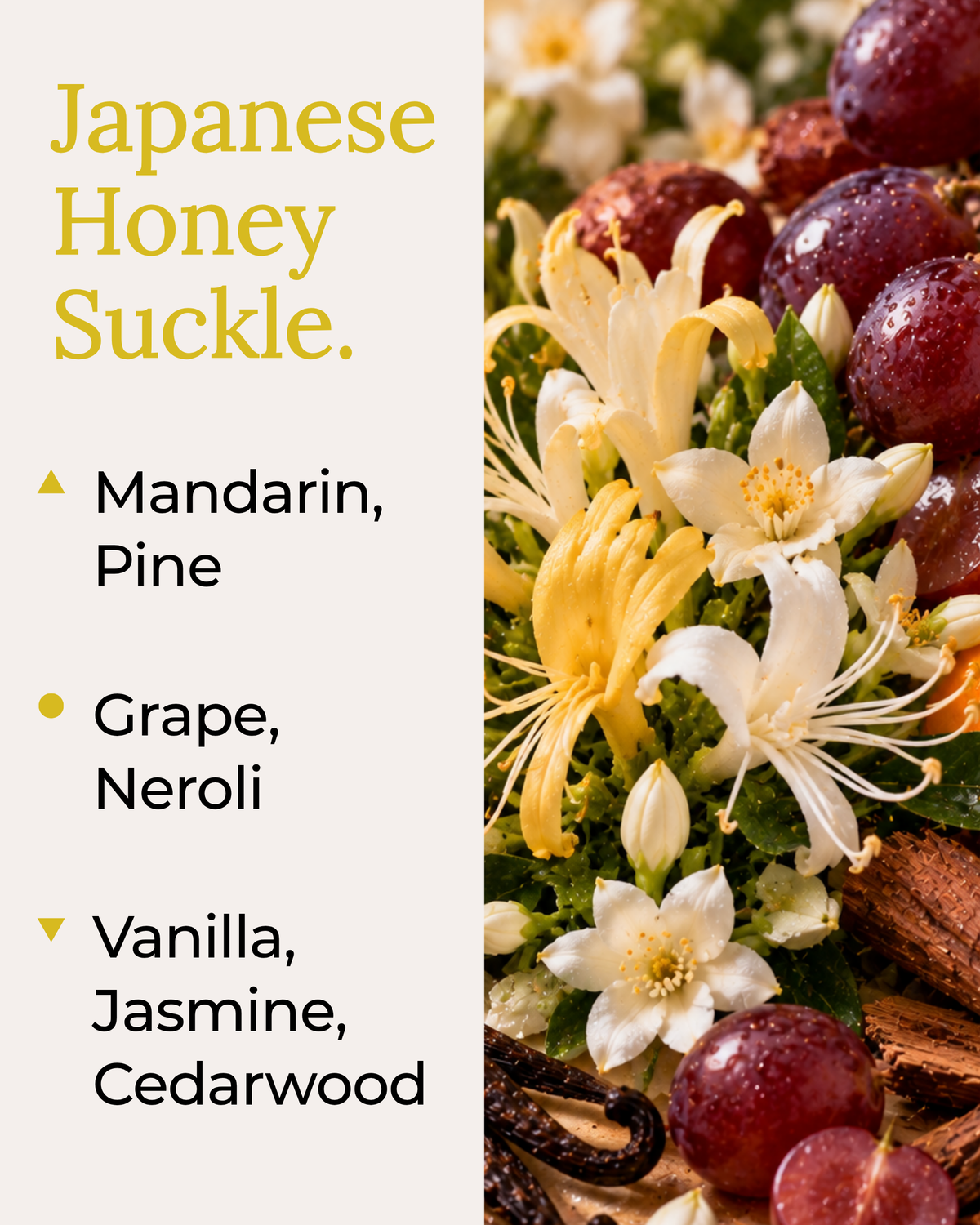 A bright fragrance note graphic for the Japanese Honeysuckle coconut soy candle by Harlequin Candles. The image shows a flat lay of yellow and white honeysuckle flowers with green leaves and small dark berries. Text on the left lists top notes of Mandarin and Pine, mid notes of Grape and Neroli, and base notes of Vanilla, Jasmine, and Cedarwood.